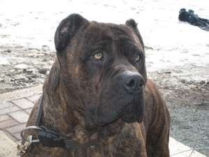 vand catei presa canario