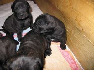 vand catei presa canario