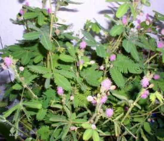 Vand Mimosa Pudica - Mimoza