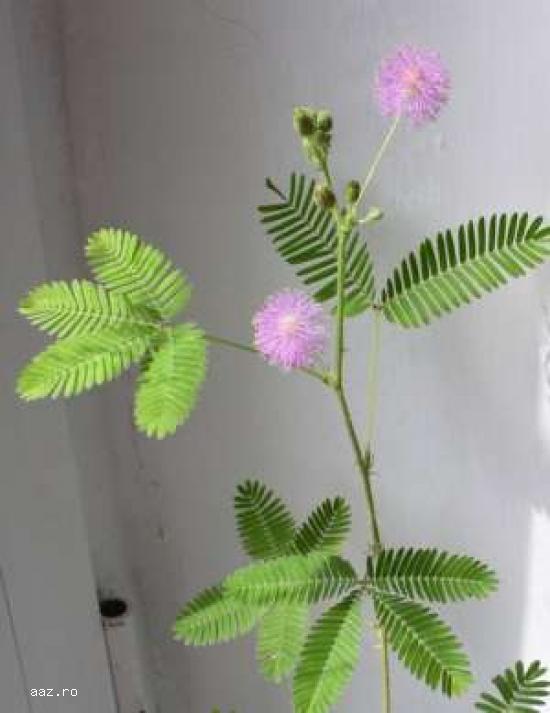 Vand Mimosa Pudica - Mimoza