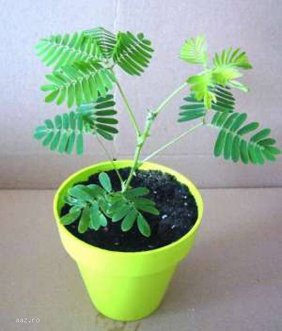 Vand Mimosa Pudica - Mimoza
