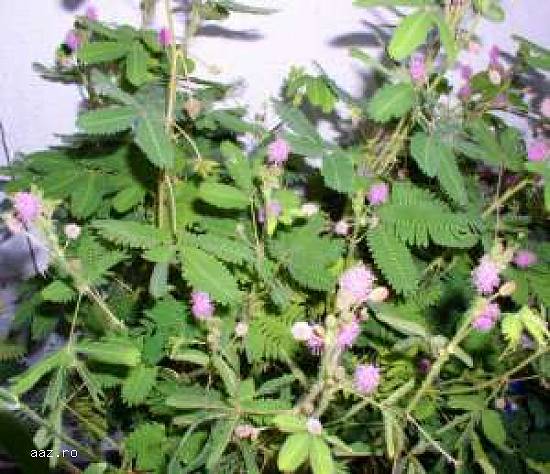 Vand Mimosa Pudica - Mimoza