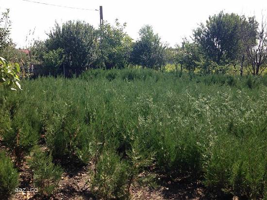 Vand Tuia(thuja) Orientalis plante ornamentale