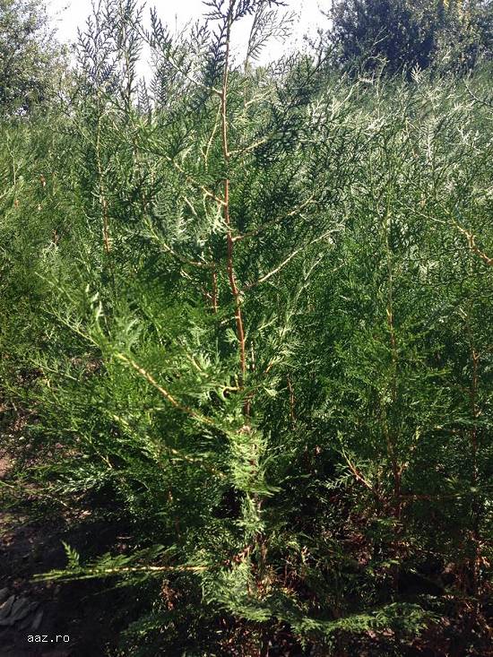 Vand Tuia(thuja) Orientalis plante ornamentale