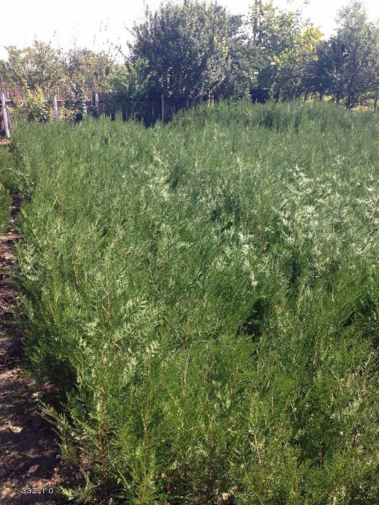 Vand Tuia(thuja) Orientalis plante ornamentale