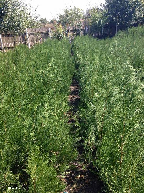 Vand Tuia(thuja) Orientalis plante ornamentale