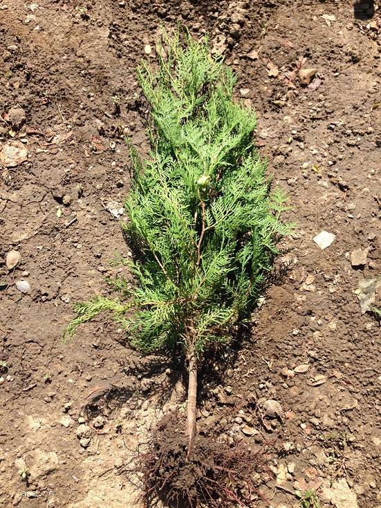 Vand Tuia(thuja) Orientalis plante ornamentale