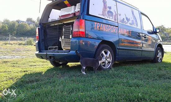 transport animale de companie