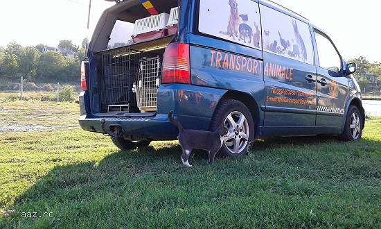 transport animale