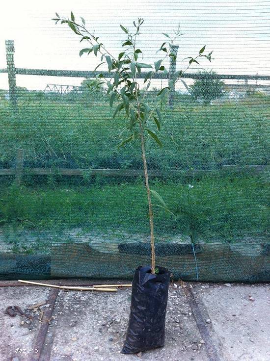 Plante Goji de calitate,  certificate din pepiniera autorizata,  aclimatizate