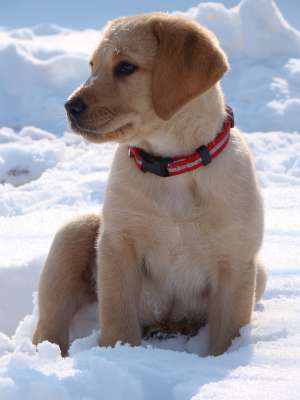 vand pui labrador