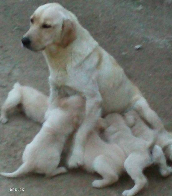 vand pui labrador