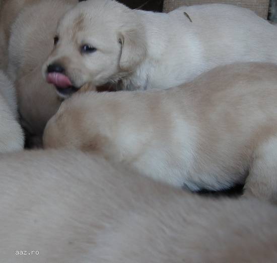 vand pui labrador