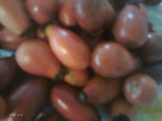 Macese