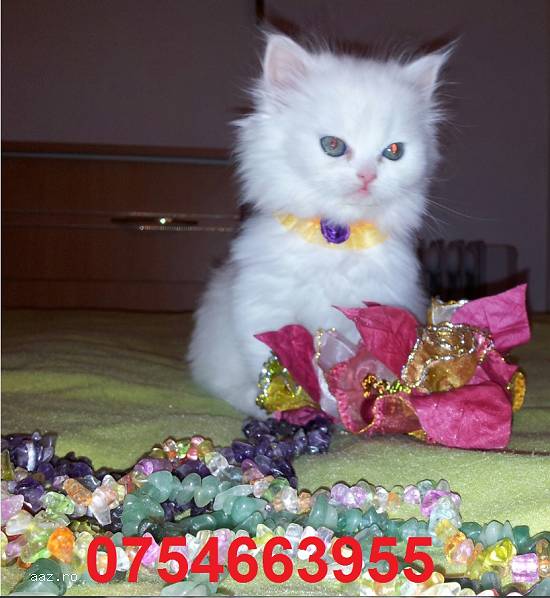PERSANA DOLL-FACE,   albe-VACCINATE