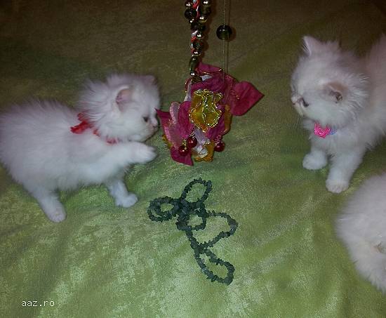 PERSANA DOLL-FACE,   albe-VACCINATE