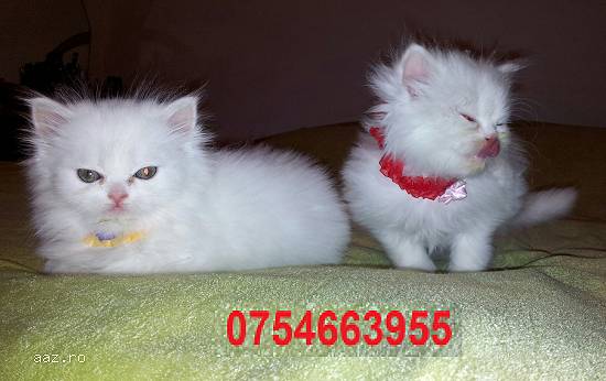 PERSANA DOLL-FACE,   albe-VACCINATE