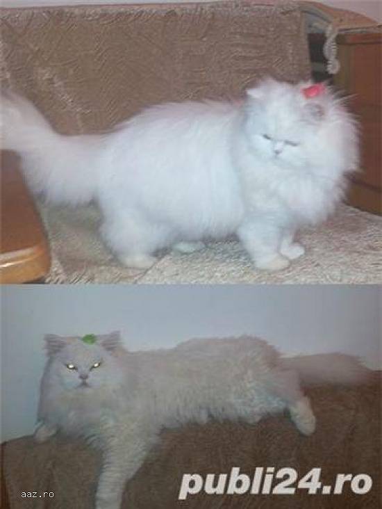PERSANA DOLL-FACE,   albe-VACCINATE