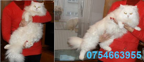 PERSANA DOLL-FACE,   albe-VACCINATE