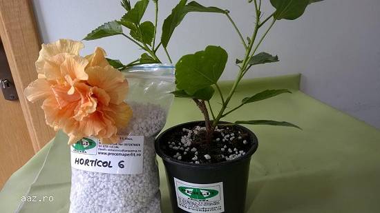 Perlit horticol