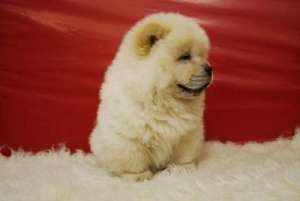 vand pui chow chow