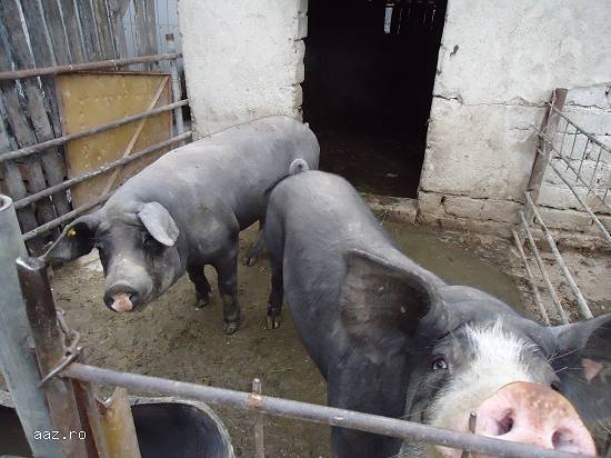Porci de 100-120 kg pt Craciun si nu numai-pret negociabil