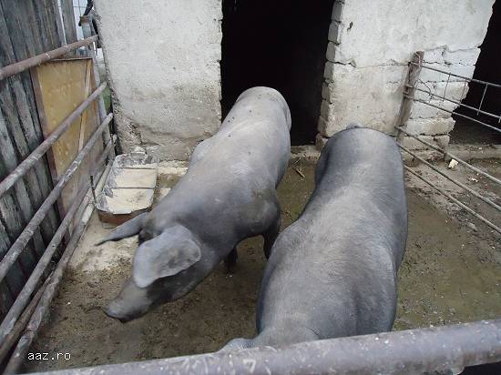 Porci de 100-120 kg pt Craciun si nu numai-pret negociabil