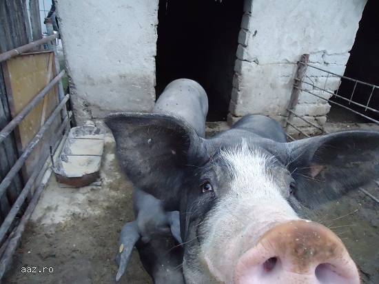 Porci de 100-120 kg pt Craciun si nu numai-pret negociabil