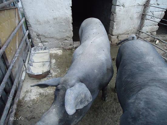 Porci de 100-120 kg pt Craciun si nu numai-pret negociabil