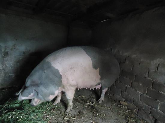 Purcea de 300 de kg -pret egociabil