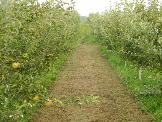 V�ND POMI FRUCTIFERI RADAUTI,           SUCEAVA
