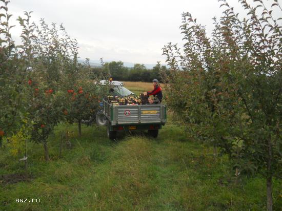 V�ND POMI FRUCTIFERI RADAUTI,           SUCEAVA