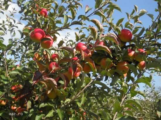 V�ND POMI FRUCTIFERI RADAUTI,           SUCEAVA
