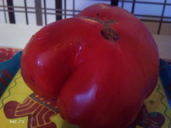 TOMATE POLISH GIANT RED