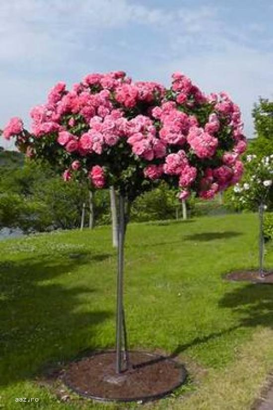 Trandafiri urcatori parfumati-20+10 gratis