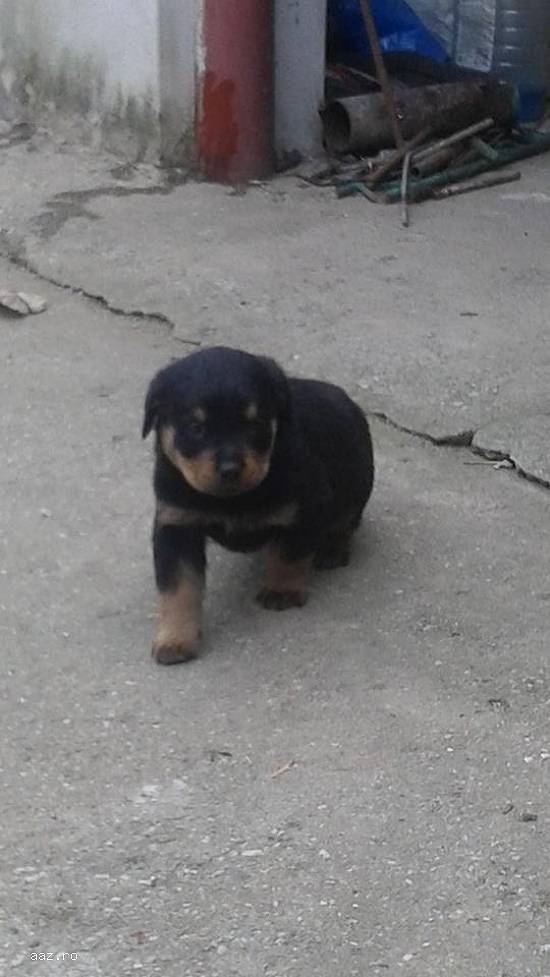 De vanzare pui Rottweiler