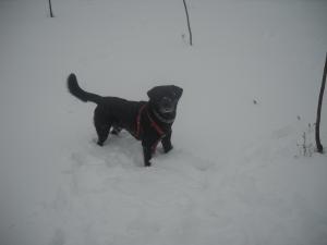 Ofer Labrador Negru Pentru Monta