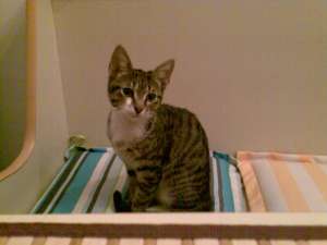 adoptie pisica