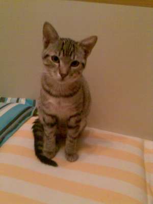 adoptie pisica