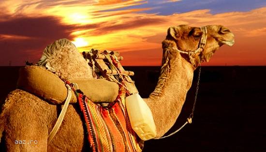 Maroc Revelion 2016