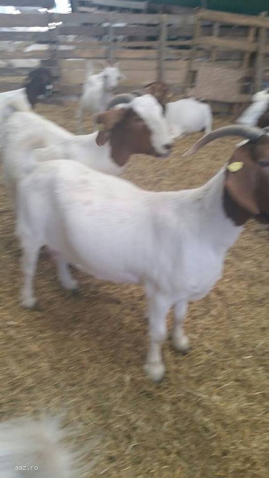 Vand 7capre boer, 3 iede de 1an,  1 tap