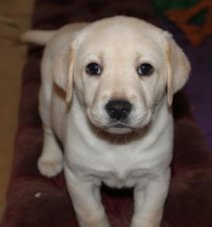 Labrador Retriever auriu