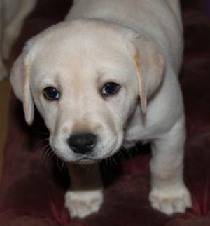 Labrador Retriever auriu