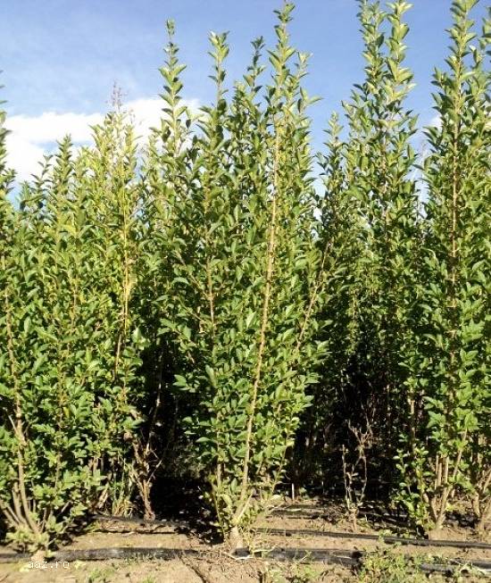 Gard viu - Ligustrum Ovalifolium