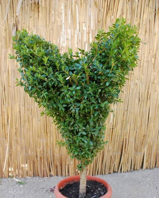 Gard viu - Buxus Sempervirens