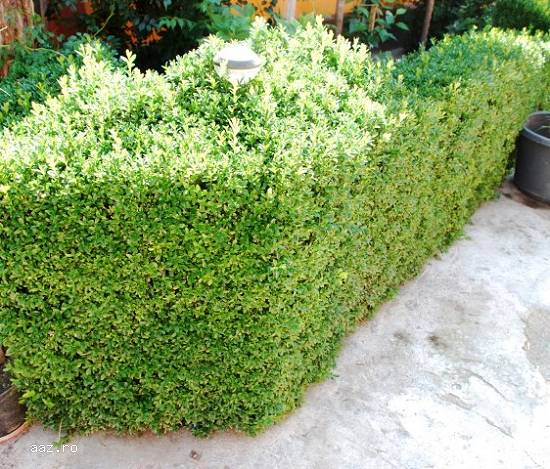 Gard viu - Buxus Sempervirens