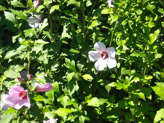Gard viu - Hibiscus Syriacus