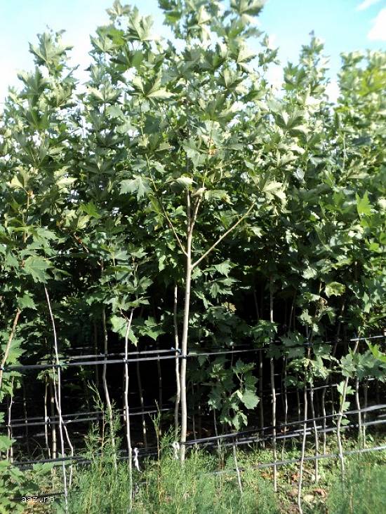 Platan - Platanus Acerifolia