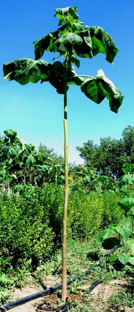 Paulownia Tomentosa