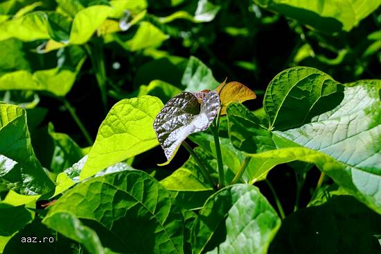 Catalpa Bigninioides